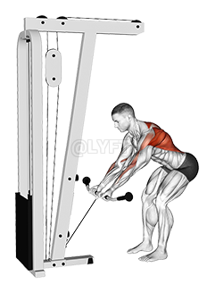 Cable Bent-Over Reverse Grip Row demonstration