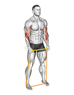 Resistance Band Hammer Curl demonstration