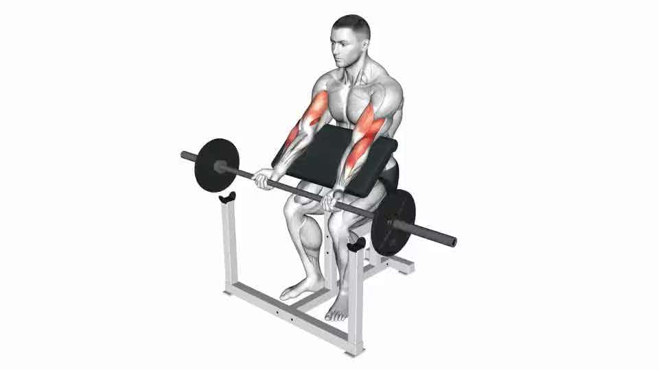 Thumbnail for the video of exercise: Barbell Predicador Curl rehegua