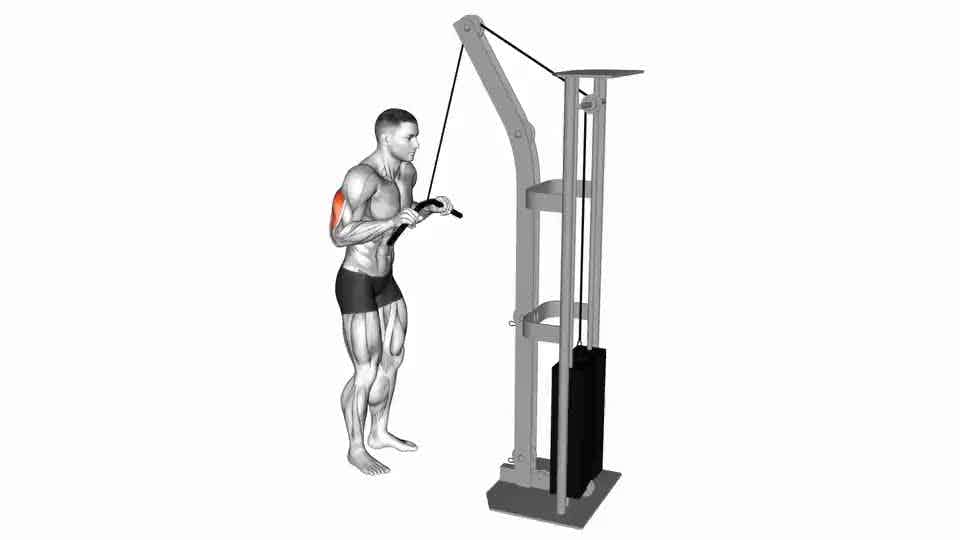Thumbnail for the video of exercise: Cavo pushdown