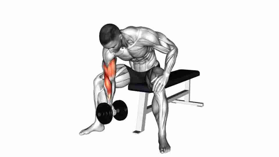 dumbbell-concentration-curl-video-guide-lyfta