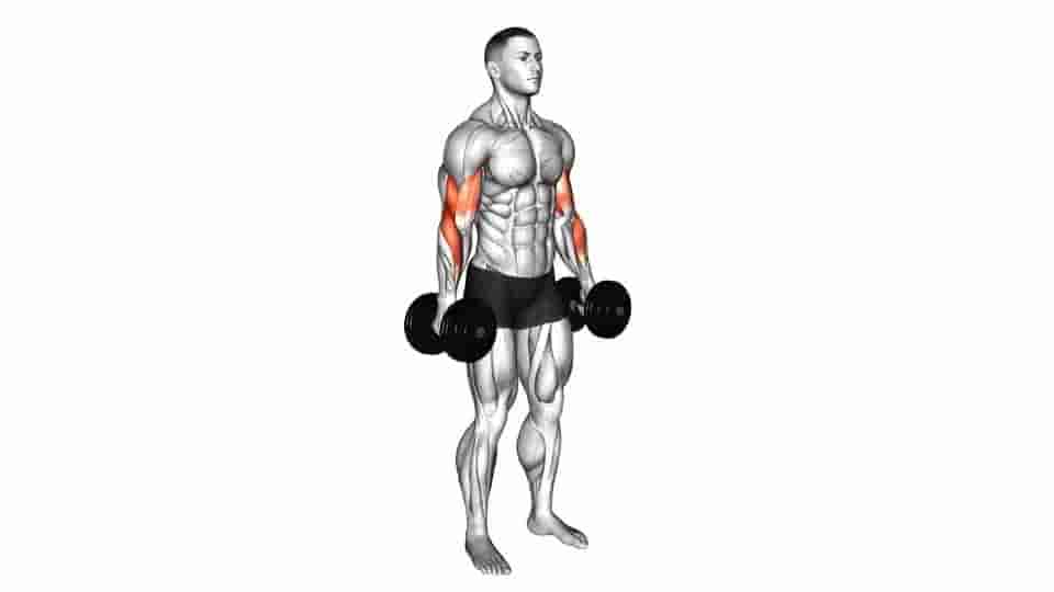 Hammer Curl Video Guide Lyfta 4964