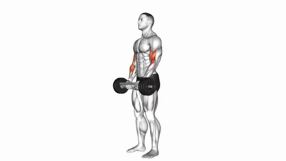 Thumbnail for the video of exercise: Olympic Barbell Hammer Curl