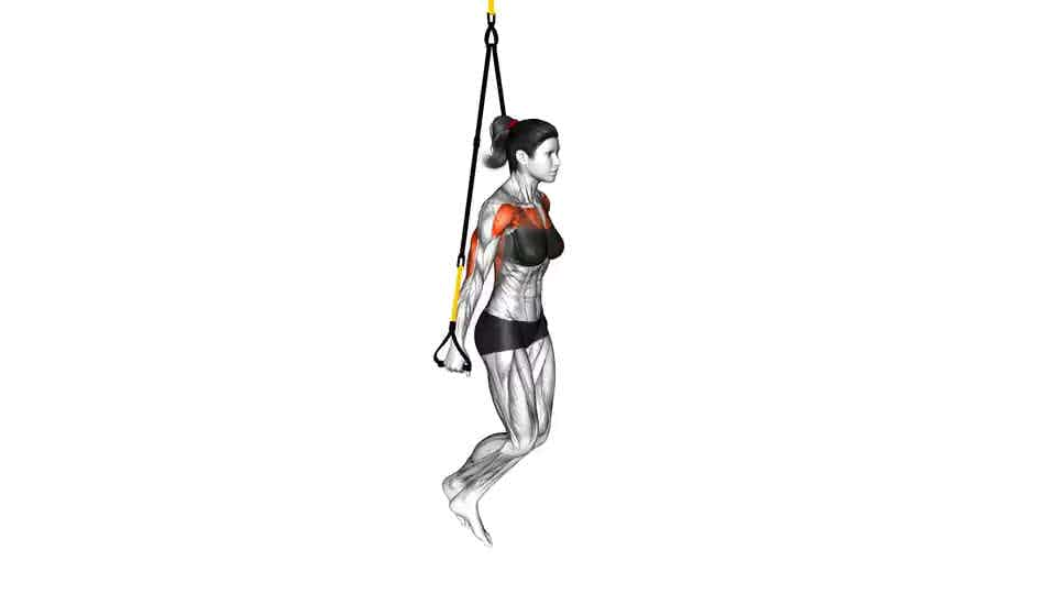 Thumbnail for the video of exercise: Suspension Chest Dip