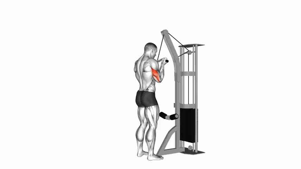 Thumbnail for the video of exercise: Reverse Grip Triceps Pushdown