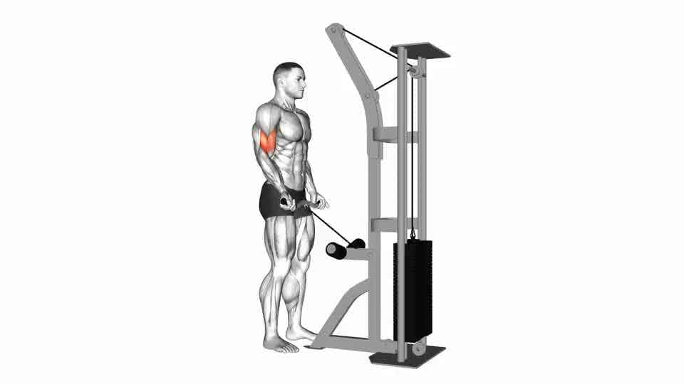 Thumbnail for the video of exercise: Biceps Curl