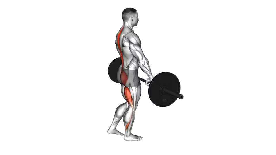 Thumbnail for the video of exercise: Barbell Single Leg Deadlift