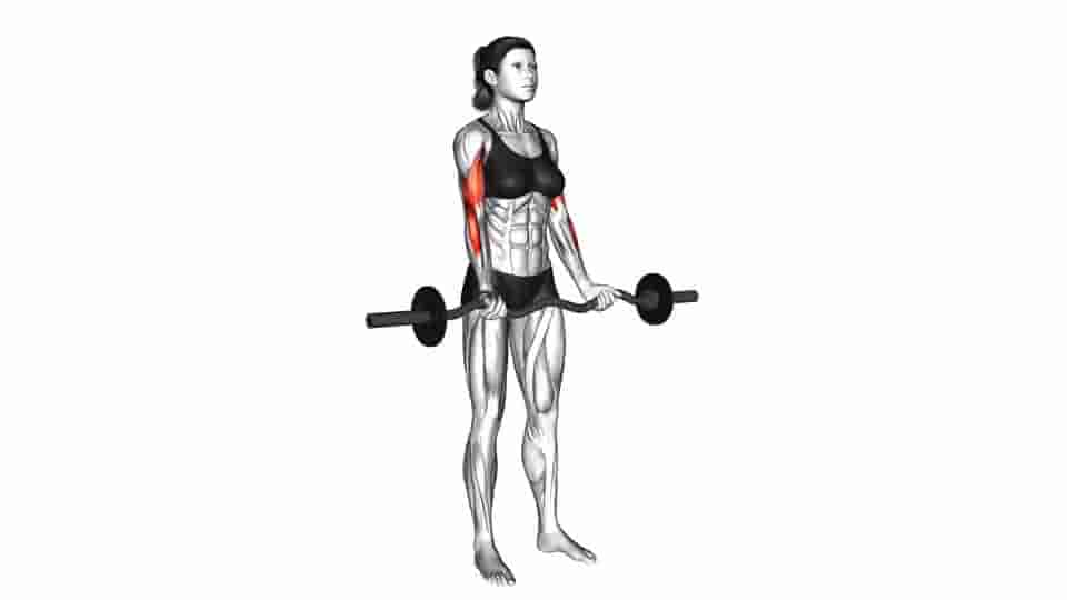 Thumbnail for the video of exercise: EZ Barbell Curl