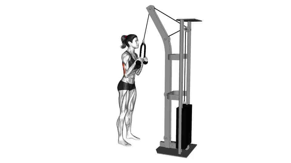 Thumbnail for the video of exercise: Cable Pushdown