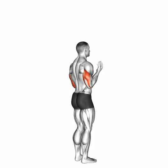 Thumbnail for the video of exercise: Elbow - Extension - Articulations