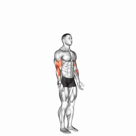 Thumbnail for the video of exercise: Elbow - Flexion - Articulations