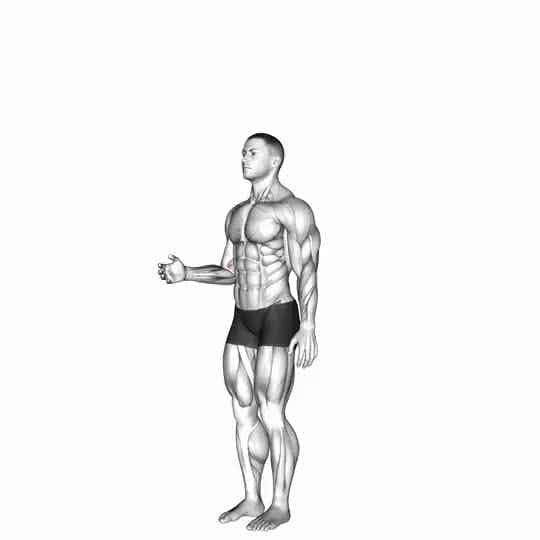 Thumbnail for the video of exercise: Forearm - Pronation - Articulations