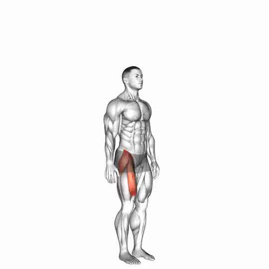Thumbnail for the video of exercise: Hip - Flexion - Articulations