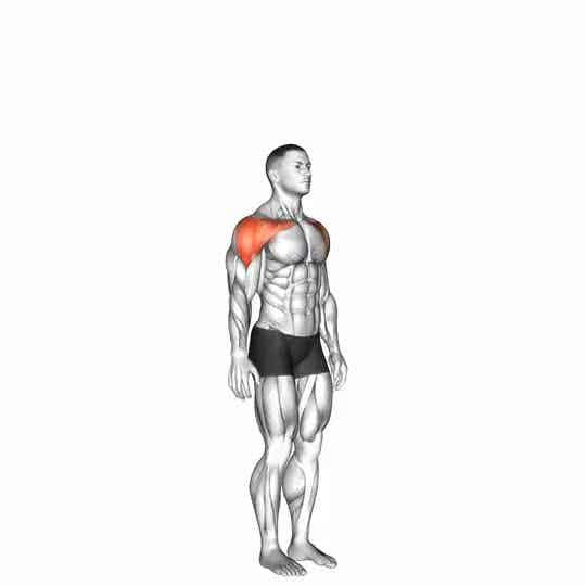 Thumbnail for the video of exercise: Shoulder - Abduction - Articulations