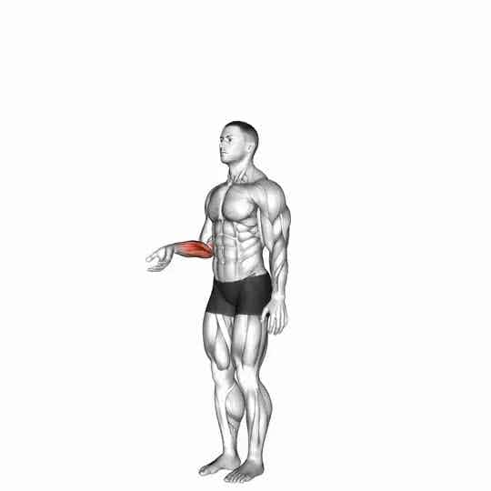 Thumbnail for the video of exercise: Wrist - Flexion - Articulations