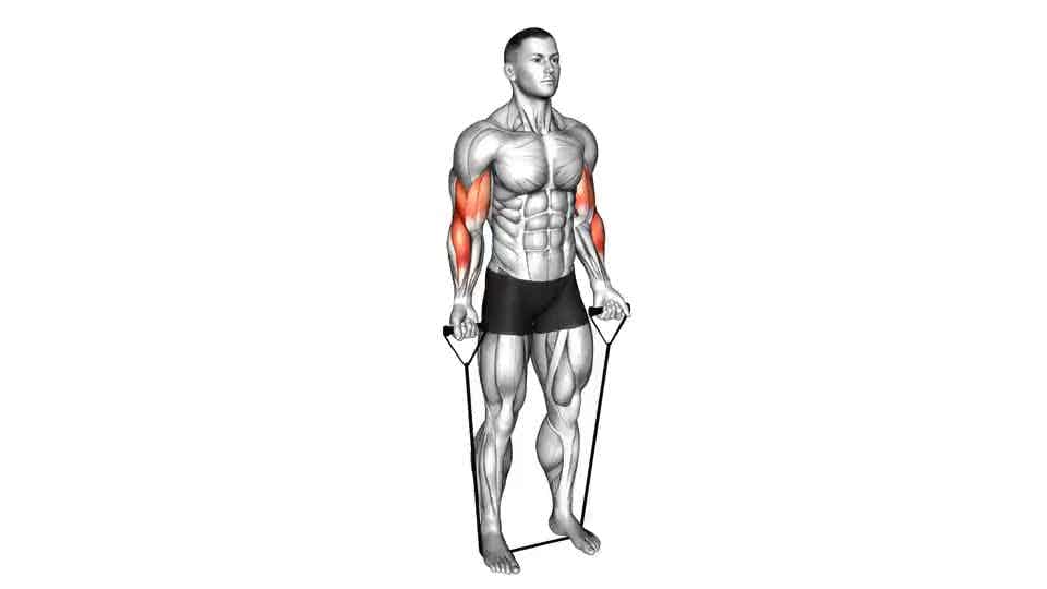 Thumbnail for the video of exercise: Band Close Grip Biceps Curl
