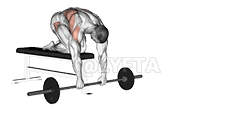 Thumbnail for the video of exercise: Barbell Rollout uta na Bench