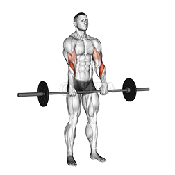 Thumbnail for the video of exercise: Barbell Standing Reverse Grip Curl