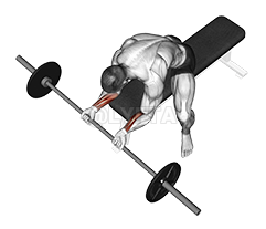 Thumbnail for the video of exercise: ʻOkuʻi lima lima o ka Barbell