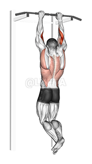 Thumbnail for the video of exercise: Brachialis Pull-up