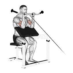 Thumbnail for the video of exercise: Cable Reverso Predicador Curl rehegua