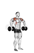 Thumbnail for the video of exercise: Dumbbell Cuban Press