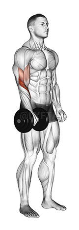 Thumbnail for the video of exercise: Dumbbell Standing One Arm Reverse Curl