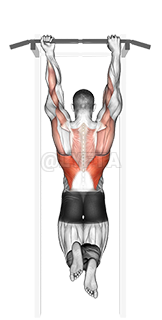 Thumbnail for the video of exercise: Mixed Grip Chin-up