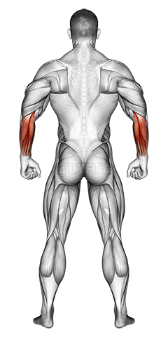 Thumbnail for the video of exercise: Body muscles. Back view