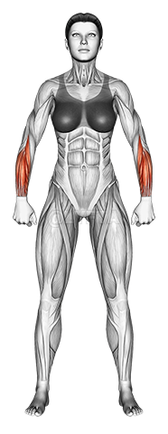 Thumbnail for the video of exercise: Body muscles. Female. Front view