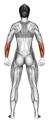 Body muscles. Female. Back view - Video Guide