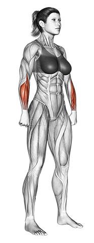 Thumbnail for the video of exercise: Body muscles. Female. Side view