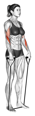 Thumbnail for the video of exercise: Band reverse curl
