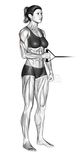 Thumbnail for the video of exercise: Band standing external shoulder rotation