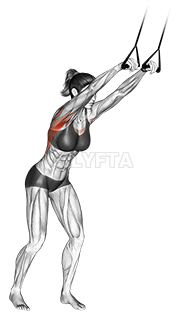 Thumbnail for the video of exercise: Band straight-arm pulldown