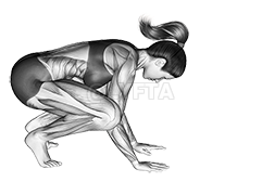 Thumbnail for the video of exercise: Postura de la grulla Bakasana