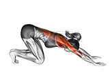 Thumbnail for the video of exercise: Perro boca abajo Adho Mukha Svanasana