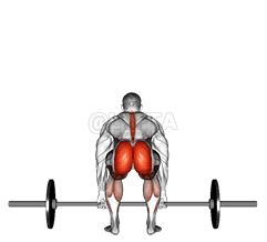 Thumbnail for the video of exercise: Barbell Deadlift back view