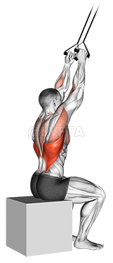 Thumbnail for the video of exercise: Band close-grip pulldown