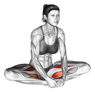 Thumbnail for the video of exercise: Seated Groin Stretch