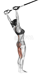 Thumbnail for the video of exercise: Hyperextension ya suspension