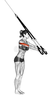 Thumbnail for the video of exercise: Suspension Triceps Extension