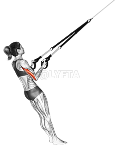 Thumbnail for the video of exercise: Suspension Triceps Kickback