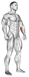 Thumbnail for the video of exercise: Body muscle. Side front view