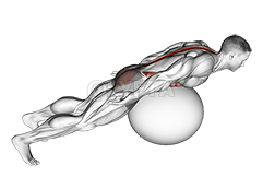 Thumbnail for the video of exercise: Exercise Ball Back Extension With Rotation