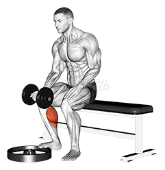 Thumbnail for the video of exercise: Dumbbell Seated One Leg Calf Raise - Palm up