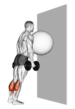 Thumbnail for the video of exercise: Exercise Ball on the Wall Calf Raise