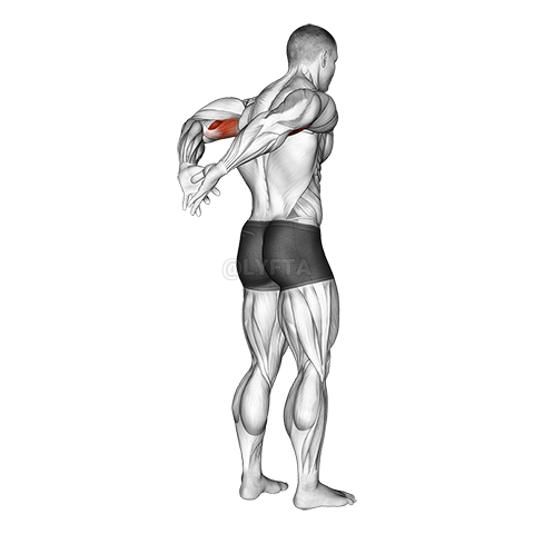 Thumbnail for the video of exercise: Biceps Stretch Behind The Back