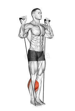 Thumbnail for the video of exercise: Band Calf Raise