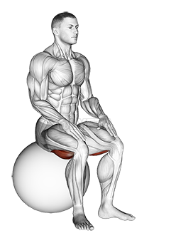 Thumbnail for the video of exercise: Exercise Ball Seated Hamstring Stretch